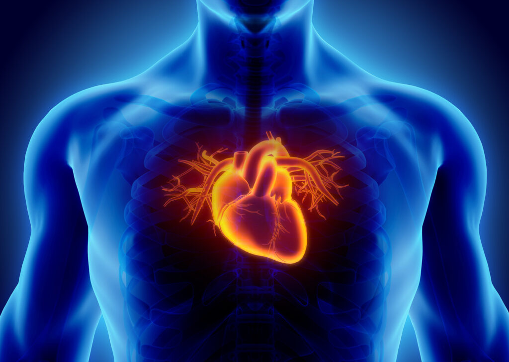 3d Illustration Of Heart Medical Concept Blog Szpital Świętego Wojciecha 3666